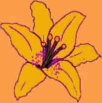 Orange Lily O.